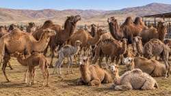 خیز سیستان و بلوچستان برای صنعتی‌سازی پرورش شتر 