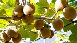 پیش بینی تولید ۱۸۵ هزار تنی کیوی گیلان