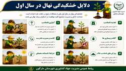دلایل خشکیدگی نهال در سال اول