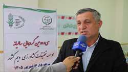 تولید گندم آذربایجان‌شرقی از ۶۵۰ هزار تن عبور کرد