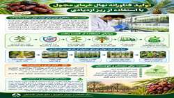 اینفوگرافی/ تولید فناورانه نهال خرمای مجول با استفاده از ریز ازدیادی