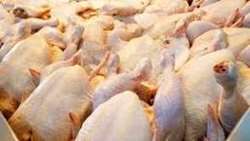 حمایت از مرغداران خراسان‌شمالی با خرید مرغ مازاد تولید