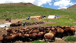 استان لرستان، پایلوت اجرای «طرح ملی افزایش تولید دامداری‌های روستایی و عشایری»