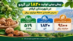 پیش بینی تولید  ۱۸۲۰ تن گردو در ایلام