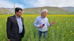 کشت ۳۵۰ هکتار کلزا دیم در گیلانغرب برای نخستین بار در استان کرمانشاه