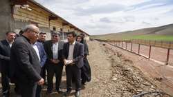 توسعه امنیت غذایی در شرق استان؛ صدور مجوز توسعه واحد مرغداری کنگاور 