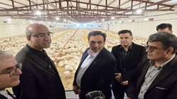 بازار گوشت مرغ در جنگ رمضان و ایام نوروز ۱۴۰۵ به ثبات کامل رسید/  حمایت دولت از توسعه صنعت طیور در کنگاور  