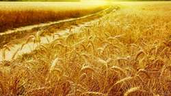 راهی که در گندم رفتیم؛ خودکفایی با مشارکت مردم