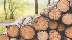 کشف قاچاق چوب در استان تهران/ نصب دوربین مدار بسته برای پایش در دستور کار منابع طبیعی