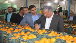  ۱۳۰ تن میوه طرح تنظیم بازار ویژه ایام عید تأمین شد