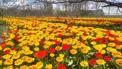 شکوفایی لاله های هلندی در آذربایجان غربی/اشتغال‌زایی پایدار با توسعه تنها مزرعه لاله در ارومیه 