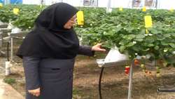 پیش‌بینی تولید بیش از ۵۵۰ تن توت‌فرنگی گلخانه‌ای در آذربایجان‌غربی