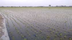 آغاز فصل امید در شالیزارهای چالوس؛ نخستین کشت برنج سال ۱۴۰۵ در روستای سنگ‌وارث انجام شد