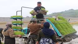 بیش از ۱۱ هزار هکتار از شالیزارهای بابل زیر کشت رفت/ ۲۵درصد نشاکاری با ارقام محلی و پرمحصول