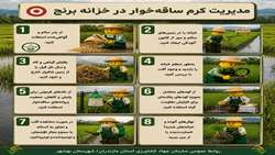 مدیریت کرم ساقه‌خوار برنج 