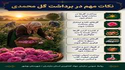 آغاز گلاب‌گیری در آستانه روز گل محمدی و گلاب در جیربند بهشهر