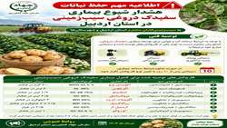 هشدار شیوع بیماری سفیدک دروغی سیب زمینی در استان اردبیل
