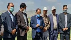مجری طرح خودکفایی گندم: دولت از دیمزارهای گندم 18 استان حمایت می‌کند