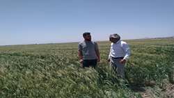 بازدید کارشناسان از مزارع گندم شهرستان تاکستان برای انتخاب مزارع