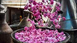 جشنواره ای خوش عطر که رایحه اش همه جا را فرا می گیرد