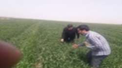 بازدید کارشناسان فنی جهت نرم گیری سن غلات از مزارع شهرستان تاکستان