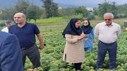 برآورد اعتبار 18 هزار میلیارد تومانی طرح کاشت یک میلیارد درخت