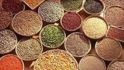 تأمین نیاز بذری اکثر محصولات زراعی در آذربایجان شرقی