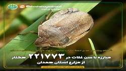 مبارزه با سن غلات در221 هزار و773 هکتار از مزارع استان همدان