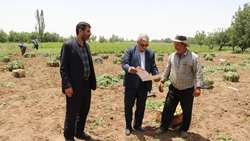 تجلیل از سیب زمینی کار نمونه عجب‌شیری