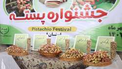 برگزاری جشن شکرانه برداشت پسته در کویر تشنه قم| بازارهای جهانی منتظر طلای سبز