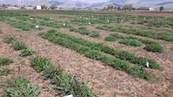 خودکفایی در تولید علوفه با اجرای طرح ملی تولید بذر گواهی شده گون علوفه‌‌ای