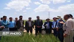 لزوم اجرای آبیاری قطره ای /  الگوی کشت جدی گرفته شود