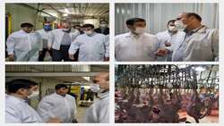 بازدید بامدادی معاون وزیر و رئیس سازمان دامپزشکی کشور از کشتارگاه های طیور شهرستان اسلامشهر