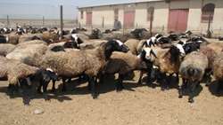 اجرای طرح توسعه اصلاح نژاد دام بومی و دورگ در دامداری های  استان قزوین