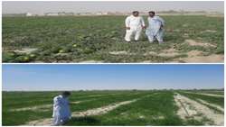 کاهش 5 هزار هکتاری سطح زیر کشت هندوانه در شهرستان دشتیاری