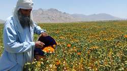 آغاز برداشت گلچه های گلرنگ در شهرستان تفتان
