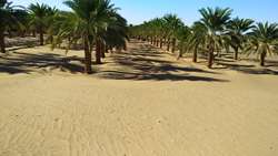 186 طرح توسعه نخیلات منطقه مرزی روتک خاش تعیین تکلیف شد
