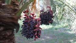 برداشت خرما از سطح 10500 هکتار نخیلات شهرستان بم