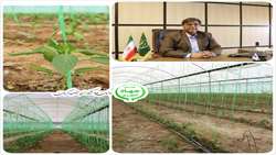 کشت بالغ بر 2700 هکتار محصولات گلخانه ای در جنوب کرمان