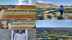 اولین طرح ایستگاه تولید ملکه زنبور  عسل در استان بوشهر افتتاح شد
