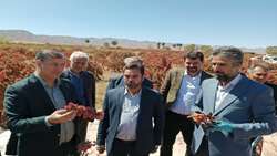 پرداخت تسهیلات برای ساخت بارگاه و سردخانه محصول زرشک پیگیری می‌شود
