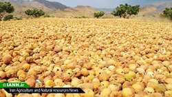 انجیرستان دیم استهبان ثبت جهانی می‌شود