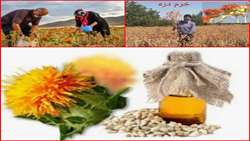 دعوت از کشاورزان برای کشت گلرنگ