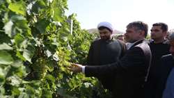 طرح فراز باغات انگور در شهرستان ملایر افتتاح شد
