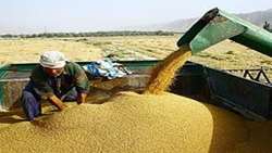 خرید گندم در خراسان شمالی به بیش از 70 هزار تن رسید
