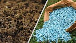 خرید 54 درصدی کود شیمیایی شرکت خدمات حمایتی کشاورزی خراسان شمالی توسط تعاونی ها