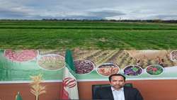 سطح کشت قراردادی گندم‌ در شهرستان خاش به 300 هکتار رسید