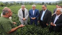 بازدید وزیر جهاد کشاورزی از باغات چای و کارخانه چایسازی در لاهیجان