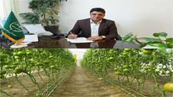 آغاز کشت84 هکتار از گلخانه های شهرستان خاش