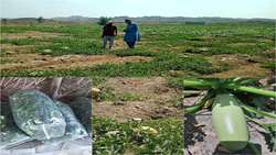 برداشت محصولات جالیزی غیرفصل در شهرستان فنوج